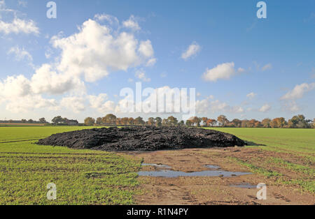 Ein dung Heap in einem Feld im Herbst ausgesäten Getreidearten an Panxworth, Norfolk, England, Vereinigtes Königreich, Europa. Stockfoto