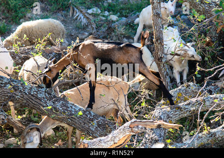 Ziegen und Schafe grasen zwischen den Felsen, ist Klettern eine umgefallene Baum Stockfoto