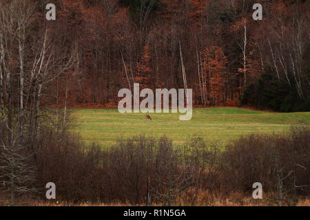 Quebec, Kanada. Herbst szenischen der einen Hirsch essen Gras auf der Weide Stockfoto
