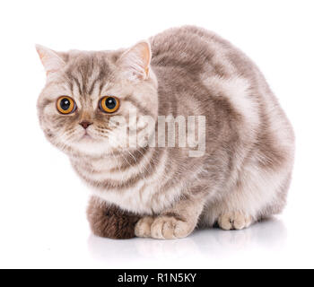 In der Nähe von Scottish Fold Katze auf Weiß Stockfoto