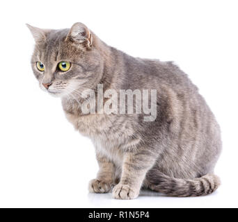 Katze ohne Rasse. Eine einfache graue Katze Stockfoto