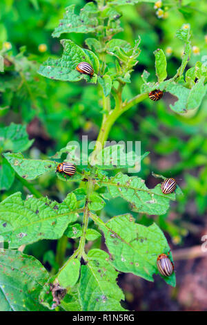 Colorado Käfer auf Kartoffel verlässt. Parasiten in der Landwirtschaft. Coloradokäfer zerstören Kartoffelpflanzen und riesigen Schaden für Betriebe verursachen. Colorado Käfer Essen Stockfoto