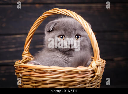 Katze in einem Weidenkorb auf schwarzem Hintergrund Stockfoto