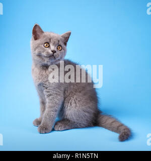Grau Kitty mit flauschigen Schnurrbart auf blauem Hintergrund. Stockfoto