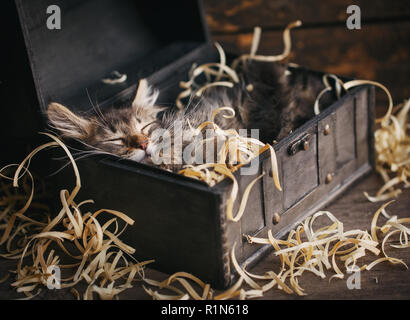 Eine gestreifte Katze schläft. Lustige grau Kitty Stockfoto