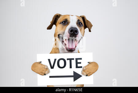 Wahlen in den USA Aktivismus Konzept mit Staffordshire Terrier Hund. Lustige Pitbull Terrier hält'' Zeichen im Studio Hintergrund Stockfoto