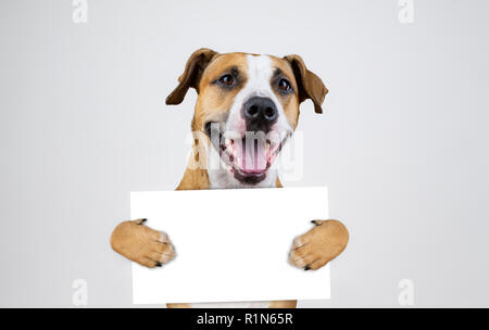 Wahlen in den USA Aktivismus Konzept mit Staffordshire Terrier Hund. Lustige Pitbull Terrier hält leer Anmelden studio Hintergrund Stockfoto