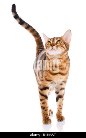 Bengal Katze auf weißem Hintergrund. Haustiere, Tiere, Katzen Konzept Stockfoto