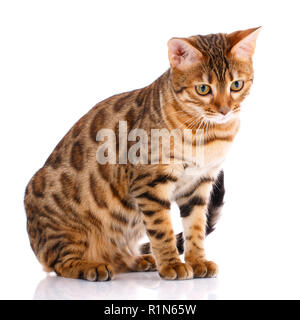 Haustiere, Tiere, Katzen - Bengalkatze Stockfoto