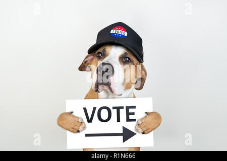 Wahlen in den USA Aktivismus Konzept: Staffordshire Terrier Hund in patriotischen Baseball Hut. Pitbull Terrier in Trucker hat mit 'Abstimmung' Zeichen im Studio ba Stockfoto