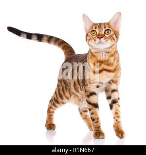 Haustiere, Tiere, Katzen - Bengalkatze Stockfoto