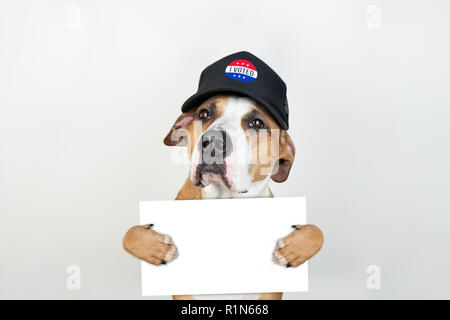 Wahlen in den USA Aktivismus Konzept: Staffordshire Terrier Hund in patriotischen Baseball Hut. Pitbull Terrier in Trucker hut mit leeren Anmelden studio Bac Stockfoto