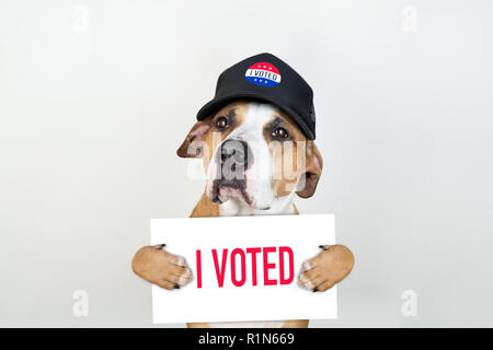 Wahlen in den USA Aktivismus Konzept: Staffordshire Terrier Hund in patriotischen Baseball Hut. Pitbull Terrier in Trucker hat mit 'Ich habe' Zeichen im Studio Stockfoto