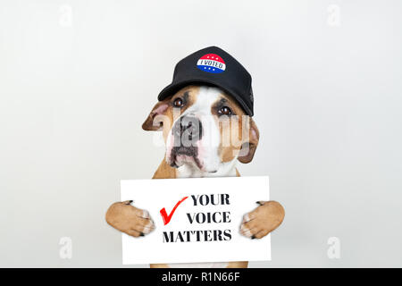 Wahlen in den USA Aktivismus Konzept: Staffordshire Terrier Hund in patriotischen Baseball Hut. Pitbull Terrier in Trucker hat mit "sig ihre Stimme zählt" Stockfoto