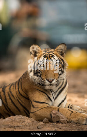 Ein männlicher Junger Tiger, einem der Dschungel in den frühen Morgen im ranthambore Tiger Reserve ruht, Indien Stockfoto