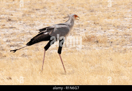 Sekretär (Sagittarius serpentarius), ein erwachsener Vogel, Etosha National Park, Namibia, Afrika Stockfoto