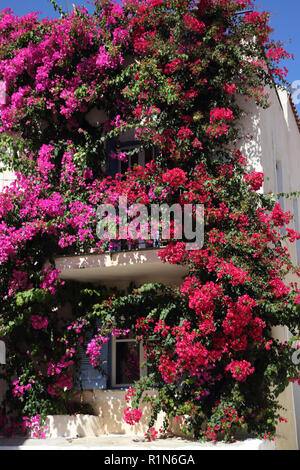 Kea Insel Griechenland Ioulidha Bougainvillea, Haus Stockfoto