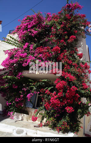 Kea Insel Griechenland Ioulidha Bougainvillea, Haus Stockfoto