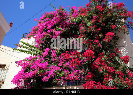 Kea Insel Griechenland Ioulidha Bougainvillea, Haus Stockfoto