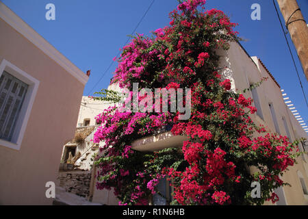 Kea Insel Griechenland Ioulidha Bougainvillea, Haus Stockfoto