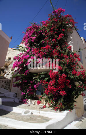 Kea Insel Griechenland Ioulidha Bougainvillea, Haus Stockfoto