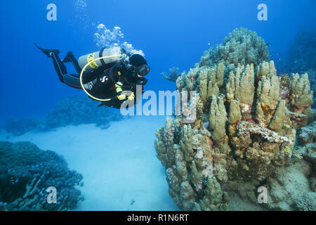 Männliche Scuba Diver schauen Sie sich auf der wunderschönen Korallenriff Stockfoto