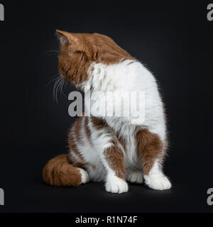 Schöne Zimt mit weißen Britisch Kurzhaar Katze Kätzchen sitzend Frontansicht mit Schwanz um Körper und nach hinten über die Schulter schauen. Isoliert auf ein Stockfoto