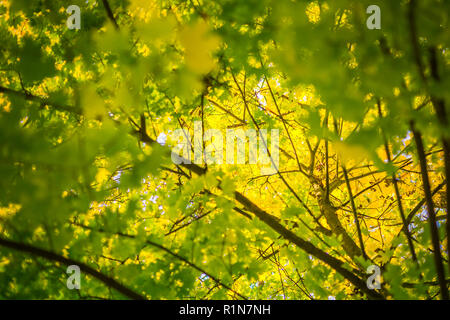 Herbst Landschaft. Herbst Eichenlaub, sehr flach. Stockfoto
