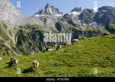 Braune Kühe, die an Furenalp über Engelberg grasen auf den Schweizer Alpen Stockfoto