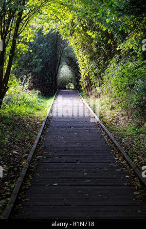 Ein Pfad für Radtraktoren mit Stühlen durch den Wald in Pishiobury Park in Sawbridgeworth, Hertfordshire. Es ermöglicht den Zugriff auf den Fluss und Feuchtgebiete Stockfoto