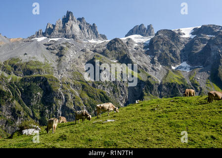 Braune Kühe, die an Furenalp über Engelberg grasen auf den Schweizer Alpen Stockfoto