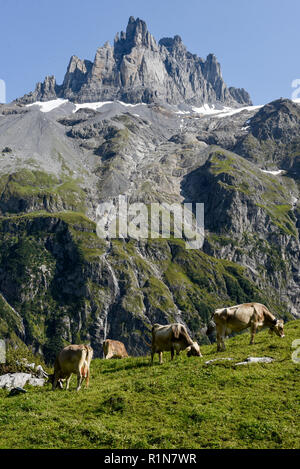 Braune Kühe, die an Furenalp über Engelberg grasen auf den Schweizer Alpen Stockfoto