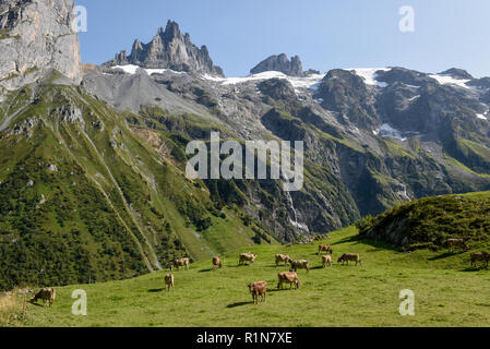 Braune Kühe, die an Furenalp über Engelberg grasen auf den Schweizer Alpen Stockfoto