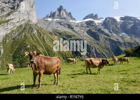 Braune Kühe, die an Furenalp über Engelberg grasen auf den Schweizer Alpen Stockfoto