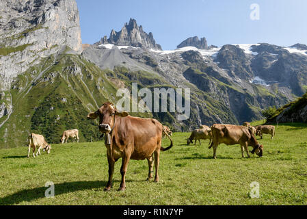 Braune Kühe, die an Furenalp über Engelberg grasen auf den Schweizer Alpen Stockfoto