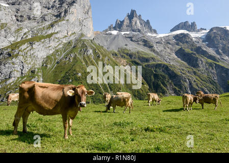 Braune Kühe, die an Furenalp über Engelberg grasen auf den Schweizer Alpen Stockfoto