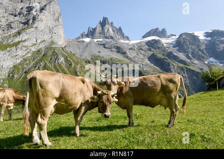 Braune Kühe, die an Furenalp über Engelberg grasen auf den Schweizer Alpen Stockfoto