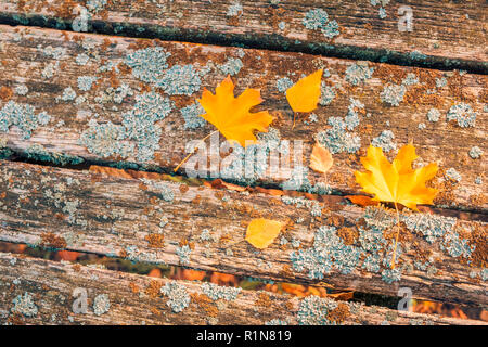 Herbst Komposition. Rahmen aus Herbst getrocknete Blätter auf dunklem Holz vintage Hintergrund. Herbst, Herbst, Hintergrund. Flach, Ansicht von oben, kopieren Raum Stockfoto