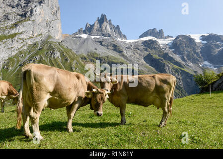 Braune Kühe, die an Furenalp über Engelberg grasen auf den Schweizer Alpen Stockfoto