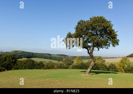 Englisch Oak Tree in der Landschaft im frühen Herbst in Nottinghamshire, UK (Quercus robur). Stockfoto