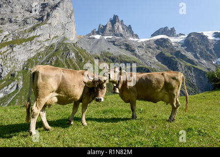 Braune Kühe, die an Furenalp über Engelberg grasen auf den Schweizer Alpen Stockfoto