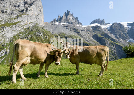 Braune Kühe, die an Furenalp über Engelberg grasen auf den Schweizer Alpen Stockfoto