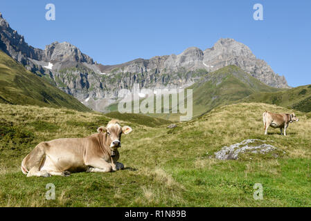 Braune Kühe, die an Furenalp über Engelberg grasen auf den Schweizer Alpen Stockfoto