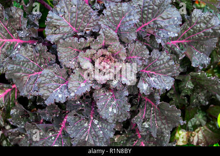 Kalette eine Kreuzung zwischen Kale und Brüsseler Sprossen, die wachsen In einem Landgarten im Herbst in Carmarthenshire ländlichen Wales UK KATHY DEWITT Stockfoto