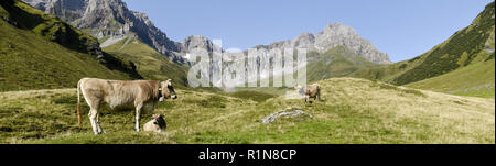 Braune Kühe, die an Furenalp über Engelberg grasen auf den Schweizer Alpen Stockfoto