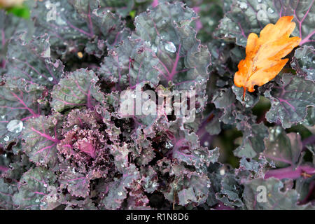 Kalette eine Kreuzung zwischen Kale und Brüsseler Sprossen, die wachsen In einem Landgarten im Herbst in Carmarthenshire ländlichen Wales UK KATHY DEWITT Stockfoto