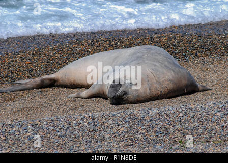 Sea Elefant in Siesta auf der Halbinsel Valdes Stockfoto