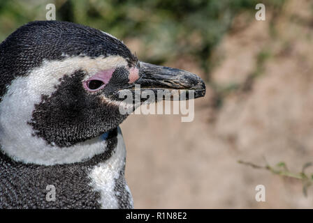 Nahaufnahme von Magellan Pinguine in Punta Tombo Stockfoto