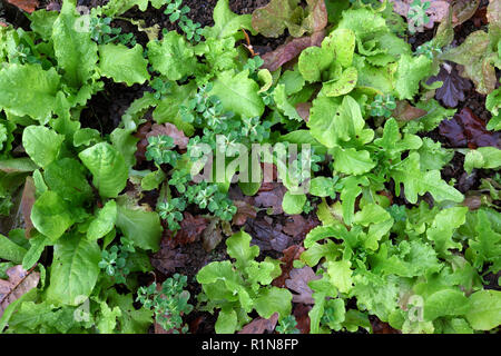 Winter Salat Sämlinge wachsen in einem Gemüsegarten Grundstück im November im ländlichen Wales UK KATHY DEWITT Stockfoto