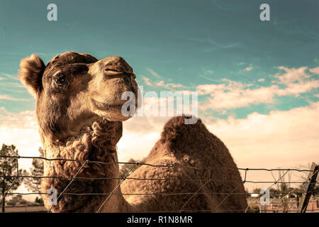 Happy camel ein heißer Sommernachmittag Stockfoto